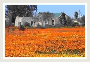 Namaqualand flowers -Old Farmhouse with Namakwaland Daisies