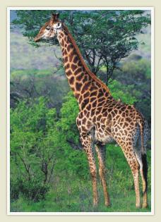 Giraffe, Pilanesberg National Game Reserve