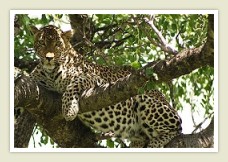 kruger national park safaris Leopard, Kruger Park wildlife reserve, South Africa