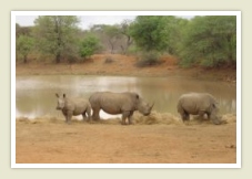Rhinos, wildlife / game on a private game reserve kruger park tour 
