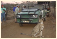 Wildlife Rehabilitation and Breeding - with the legacy of Savanna the domesticated Cheetah