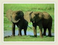 Elephants in the Pilanesberg Wildlife Reserve near Sun City