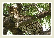 Leopard in tree