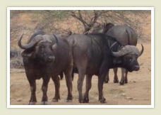 Buffalo, Kruger National Park safari in the kruger park