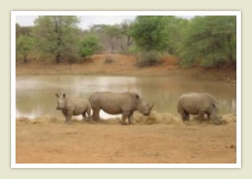 Rhinos, wildlife / game on a private game reserve kruger park tour