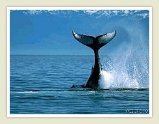 a Whale