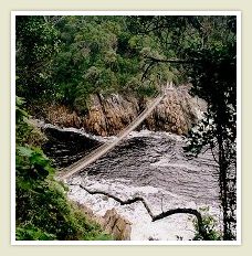 Garden route - cape town - suspension bridge 