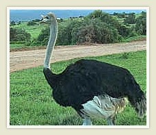  4 day garden route tour - Ostrich