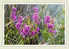 Fynbos