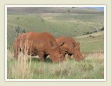 kruger park safari 3 day Rhinos grazing, Kruger National Park