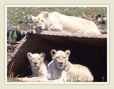 White Lions