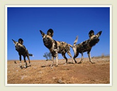African Wild dogs 3 day kruger park safaris