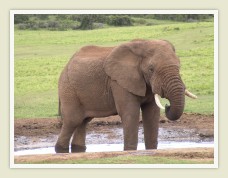 Elephant, Zimbabwe